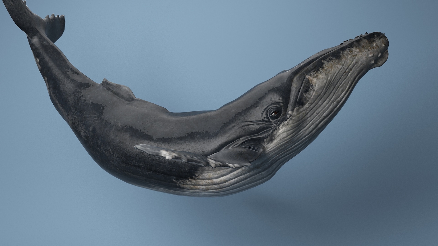 images/goods_img/202105072/humpback  whale  rigged 3D/1.jpg